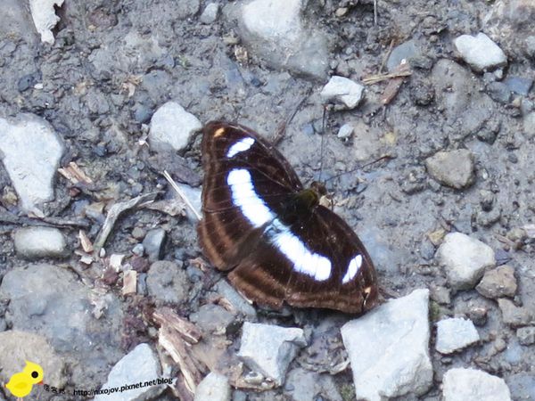 【台北 旅遊】滿月圓森林遊樂區、三峽老街一日遊