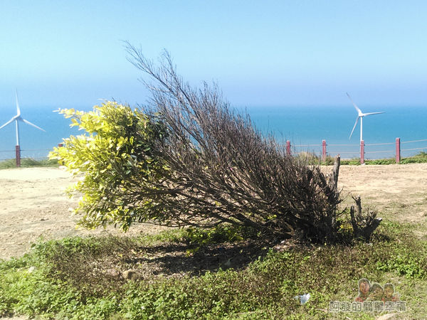 苗栗縣後龍-好望角08-斜著長的樹