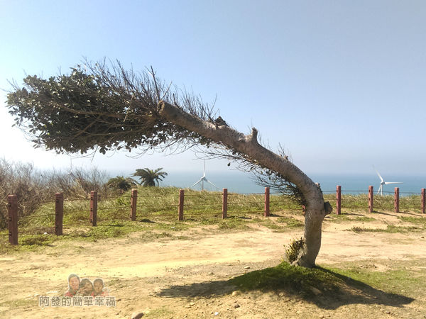 苗栗縣後龍-好望角09-斜著長的樹II