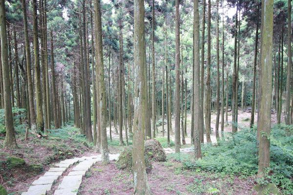 【台北旅遊】熊空茶園-深山裡的大自然景觀