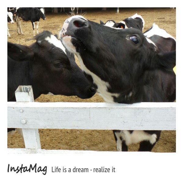 禾家牧場：會偷親人的牛&彰化禾家牧場