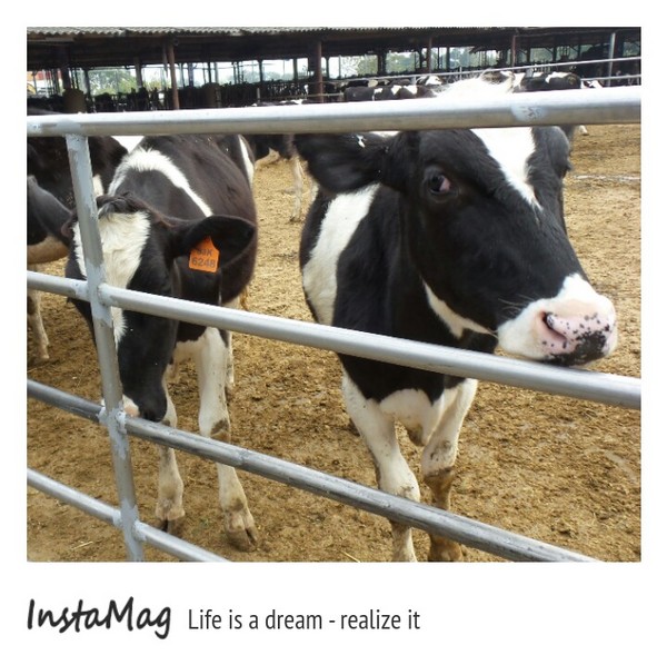 禾家牧場：會偷親人的牛&彰化禾家牧場