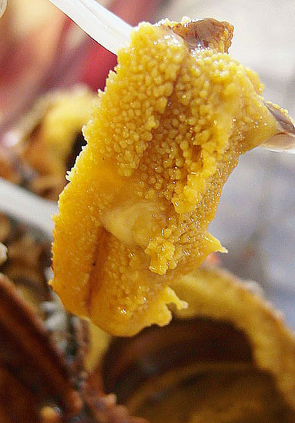 碧砂漁港:【基隆】碧砂漁港。現殺海膽好美味