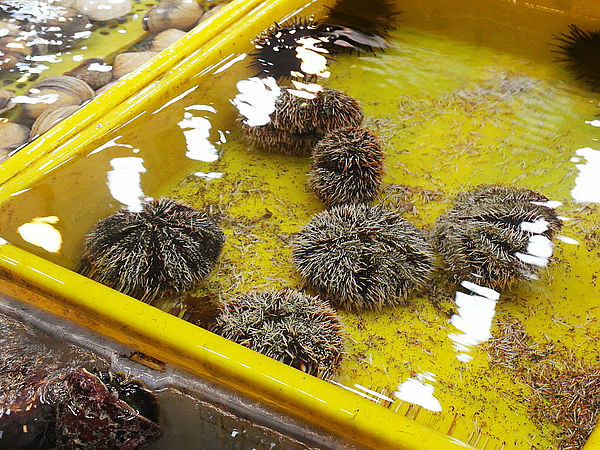 碧砂漁港:【基隆】碧砂漁港。現殺海膽好美味