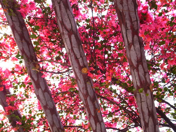 碧湖公園：<遊記> 4/20內湖媽祖煙火祭就在碧湖公園