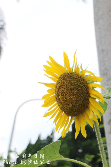 碧湖公園:4千根竹子編成! 內湖夢幻新地標「碧湖織屋」