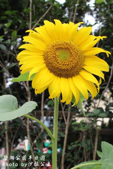 碧湖公園:4千根竹子編成! 內湖夢幻新地標「碧湖織屋」
