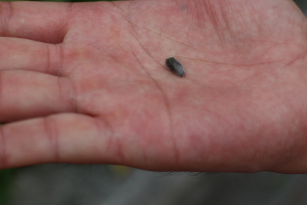 碧湖公園:4千根竹子編成! 內湖夢幻新地標「碧湖織屋」
