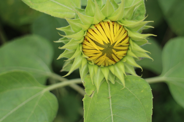 碧湖公園:4千根竹子編成! 內湖夢幻新地標「碧湖織屋」