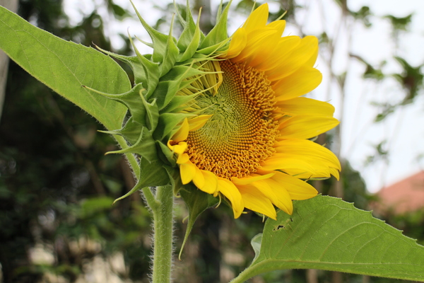 碧湖公園:4千根竹子編成! 內湖夢幻新地標「碧湖織屋」