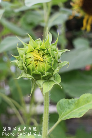 碧湖公園:4千根竹子編成! 內湖夢幻新地標「碧湖織屋」