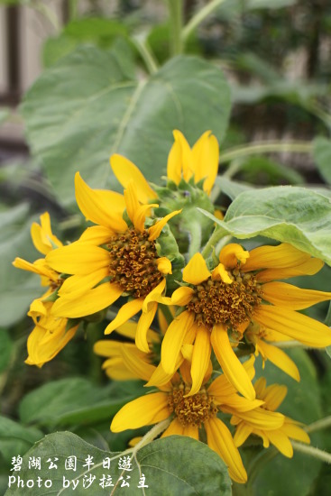 碧湖公園:4千根竹子編成! 內湖夢幻新地標「碧湖織屋」