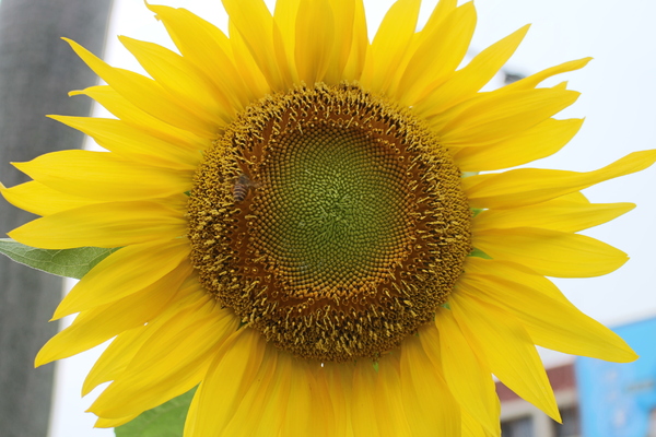碧湖公園:4千根竹子編成! 內湖夢幻新地標「碧湖織屋」