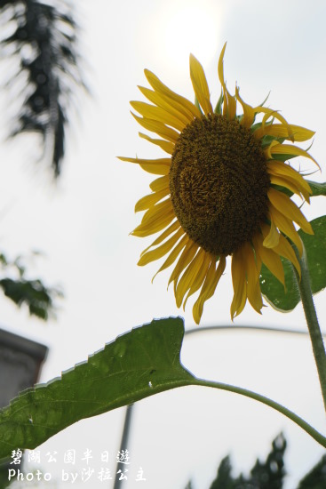 碧湖公園:4千根竹子編成! 內湖夢幻新地標「碧湖織屋」