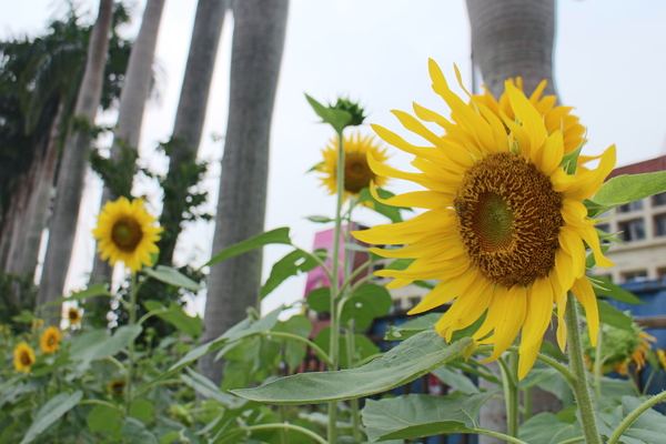 碧湖公園:4千根竹子編成! 內湖夢幻新地標「碧湖織屋」