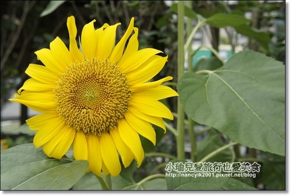 碧湖公園:台北。內湖新亮點【碧湖織屋】