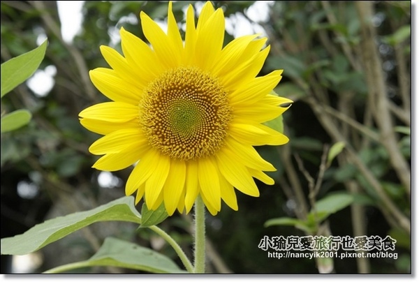 碧湖公園:台北。內湖新亮點【碧湖織屋】