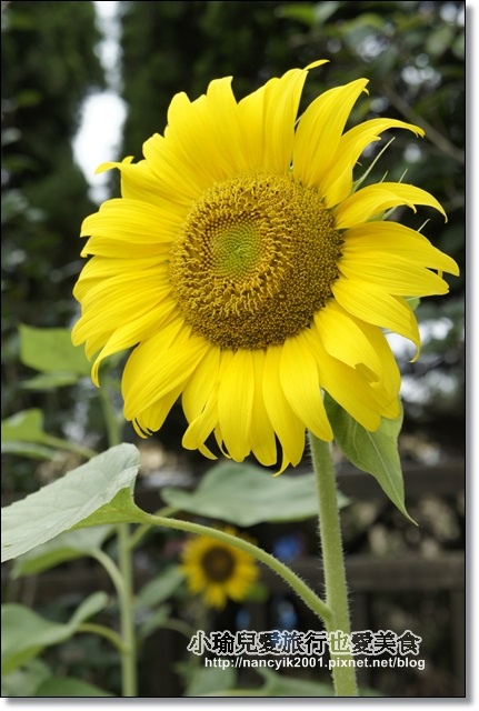 碧湖公園:台北。內湖新亮點【碧湖織屋】