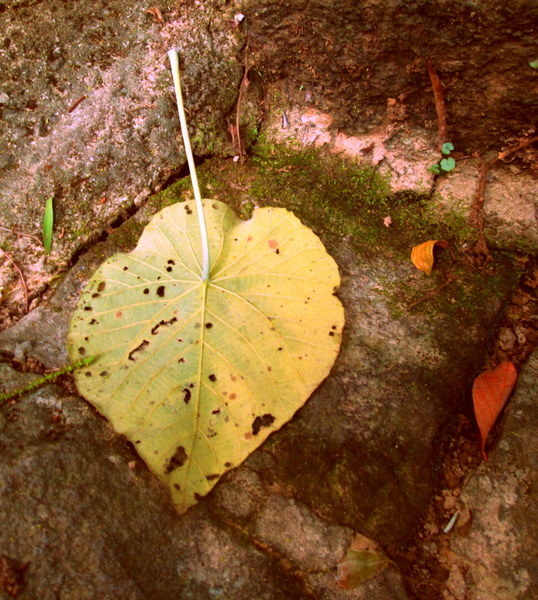 cm20130720_144431_61158_817ce85f9264516a