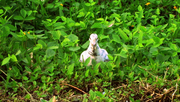 cm20130720_144431_61158_2858e4b9848e7831