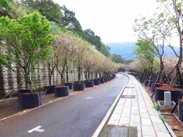 【台北旅遊】三芝真龍殿寶塔-櫻花秘境步道