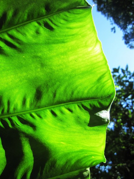 碧潭:新店碧潭 - 和美山步道:輕鬆賞景步道