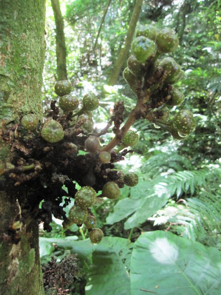 碧潭:新店碧潭 - 和美山步道:輕鬆賞景步道