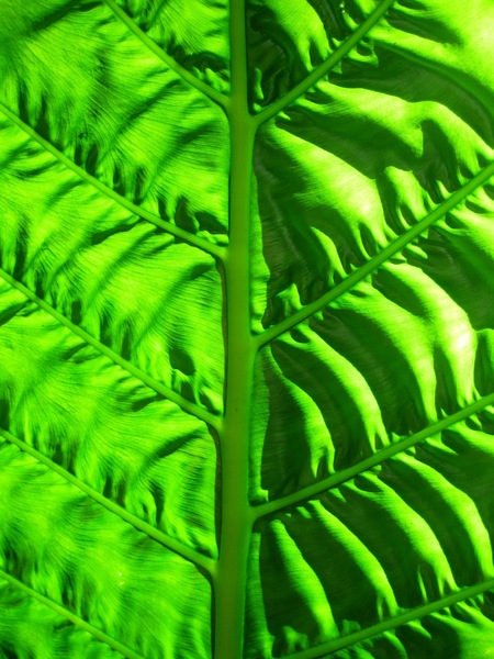 碧潭:新店碧潭 - 和美山步道:輕鬆賞景步道