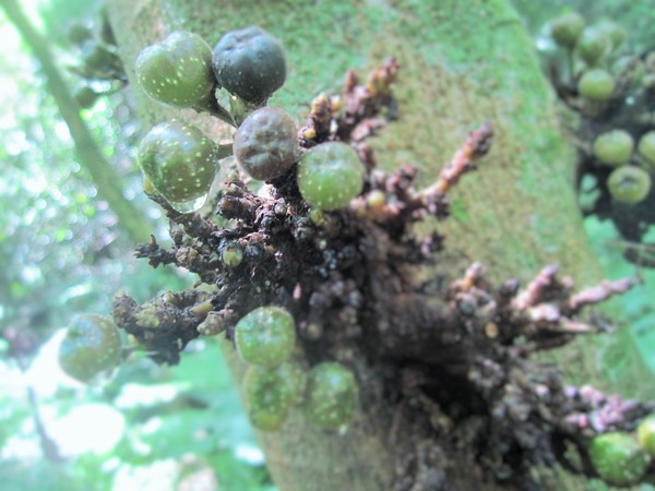 碧潭:新店碧潭 - 和美山步道:輕鬆賞景步道