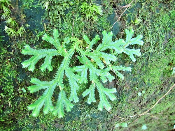 碧潭:新店碧潭 - 和美山步道:輕鬆賞景步道