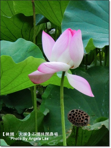 石園農場:【桃園.大溪】多元化的親子同樂天地《石園農場》戲水趣~