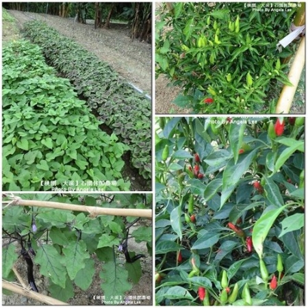 石園農場:【桃園.大溪】多元化的親子同樂天地《石園農場》戲水趣~