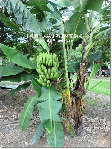 石園農場:【桃園.大溪】多元化的親子同樂天地《石園農場》戲水趣~