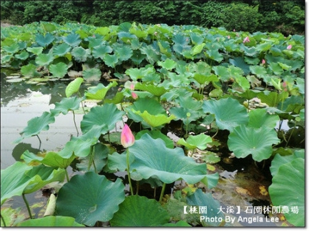石園農場:【桃園.大溪】多元化的親子同樂天地《石園農場》戲水趣~