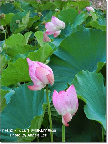 石園農場:【桃園.大溪】多元化的親子同樂天地《石園農場》戲水趣~
