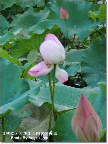 石園農場:【桃園.大溪】多元化的親子同樂天地《石園農場》戲水趣~
