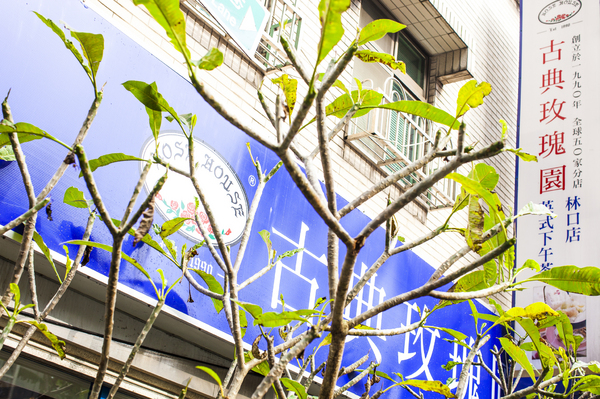 古典玫瑰園(桃園林口店)：【桃園】龜山午後的美好時光-古典玫瑰園林口店