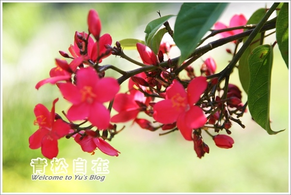 青松自在:※苗栗。【青松自在】