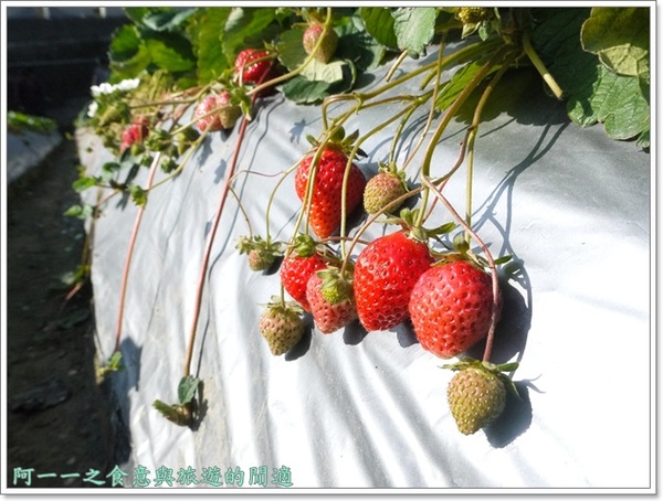 花間集:苗栗 大湖酒莊 草莓香腸&花間集 草莓奶昔~春日採草莓去