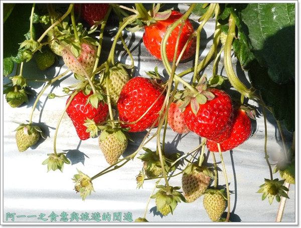 花間集:苗栗 大湖酒莊 草莓香腸&花間集 草莓奶昔~春日採草莓去
