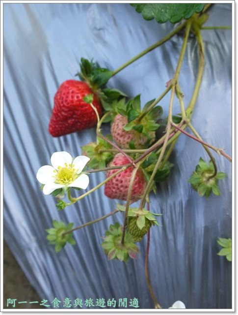 花間集:苗栗 大湖酒莊 草莓香腸&花間集 草莓奶昔~春日採草莓去