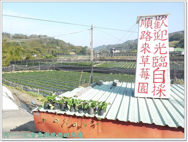 花間集:苗栗 大湖酒莊 草莓香腸&花間集 草莓奶昔~春日採草莓去