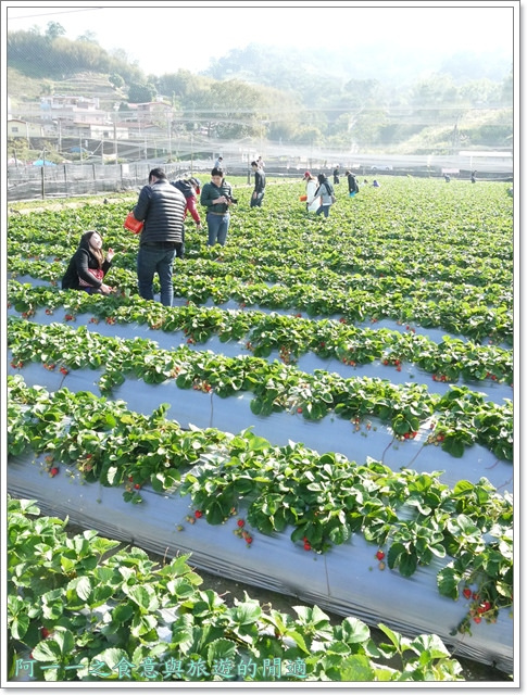 花間集:苗栗 大湖酒莊 草莓香腸&花間集 草莓奶昔~春日採草莓去