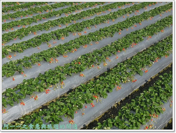 花間集:苗栗 大湖酒莊 草莓香腸&花間集 草莓奶昔~春日採草莓去