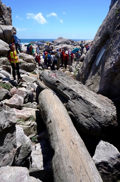 龍洞灣岬步道：<台灣步道> 東北角.龍洞灣岬步道-與海為鄰的壯闊視野