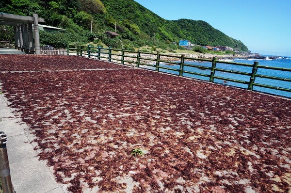 龍洞灣岬步道：<台灣步道> 東北角.龍洞灣岬步道-與海為鄰的壯闊視野