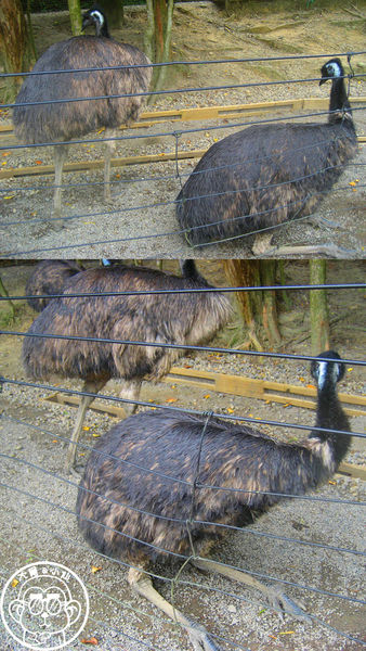 綠世界生態農場:作伙來企投【新竹・綠世界生態農場】豐富動植物生態的奇幻之旅