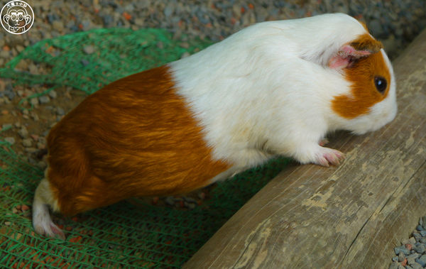 綠世界生態農場:作伙來企投【新竹・綠世界生態農場】豐富動植物生態的奇幻之旅