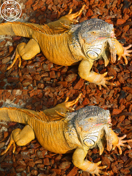 綠世界生態農場:作伙來企投【新竹・綠世界生態農場】豐富動植物生態的奇幻之旅