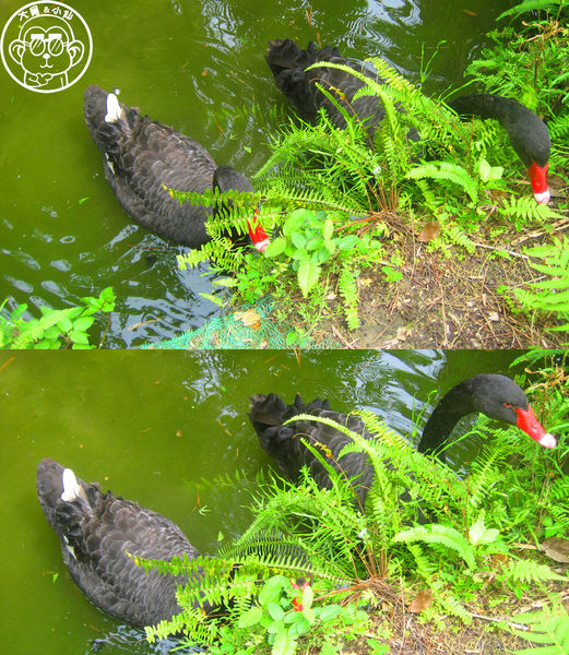綠世界生態農場:作伙來企投【新竹・綠世界生態農場】豐富動植物生態的奇幻之旅